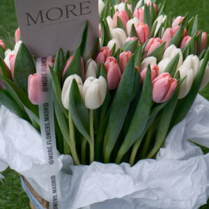 Spring Tulips